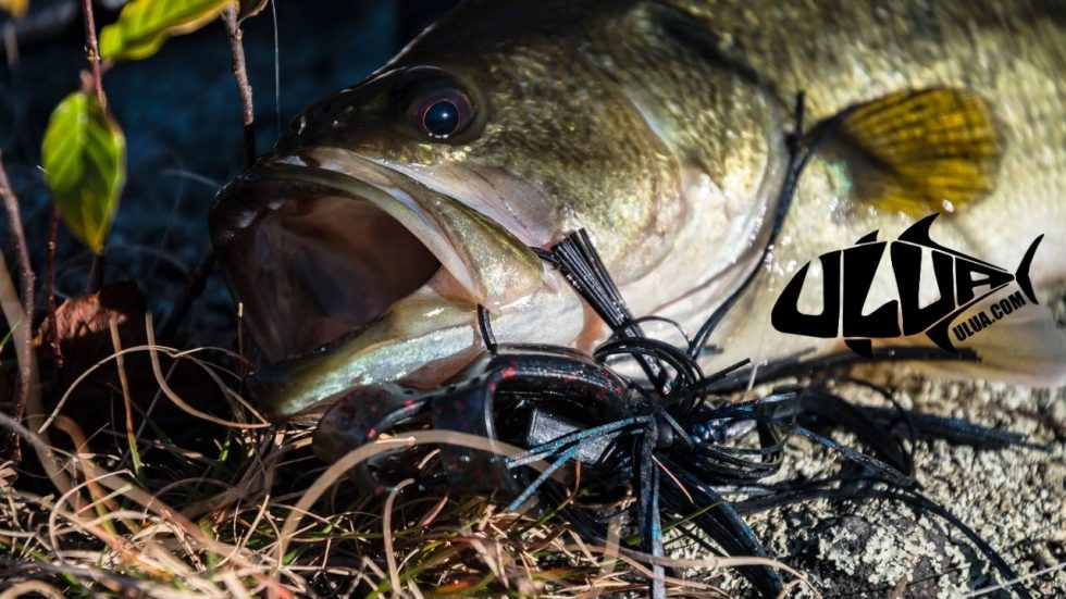 Can you eat largemouth bass and is it healthy to eat?