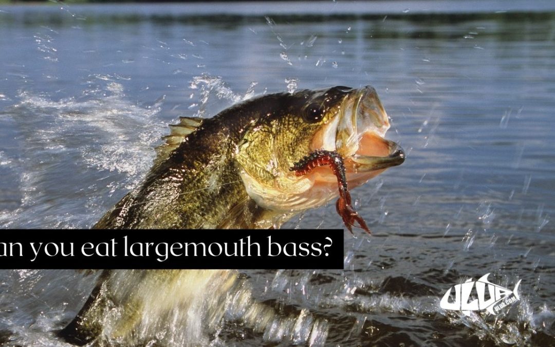Can you eat largemouth bass