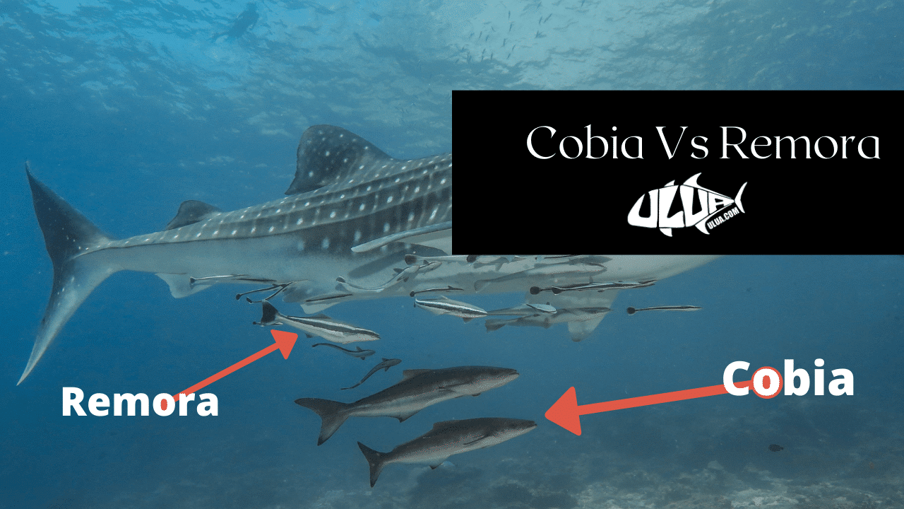 What is Cobia And What Does Cobia Fish Taste Like - ULUA.COM