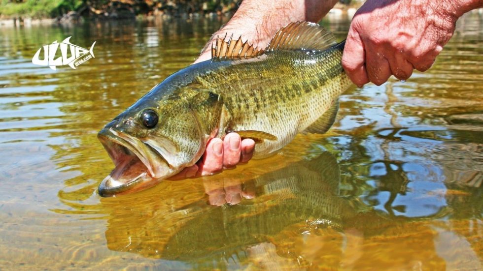 Can you eat largemouth bass and is it healthy to eat?
