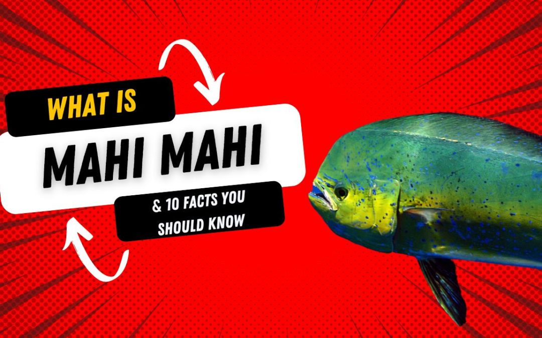 What Is A Mahi-Mahi And 10 Facts You Should Know