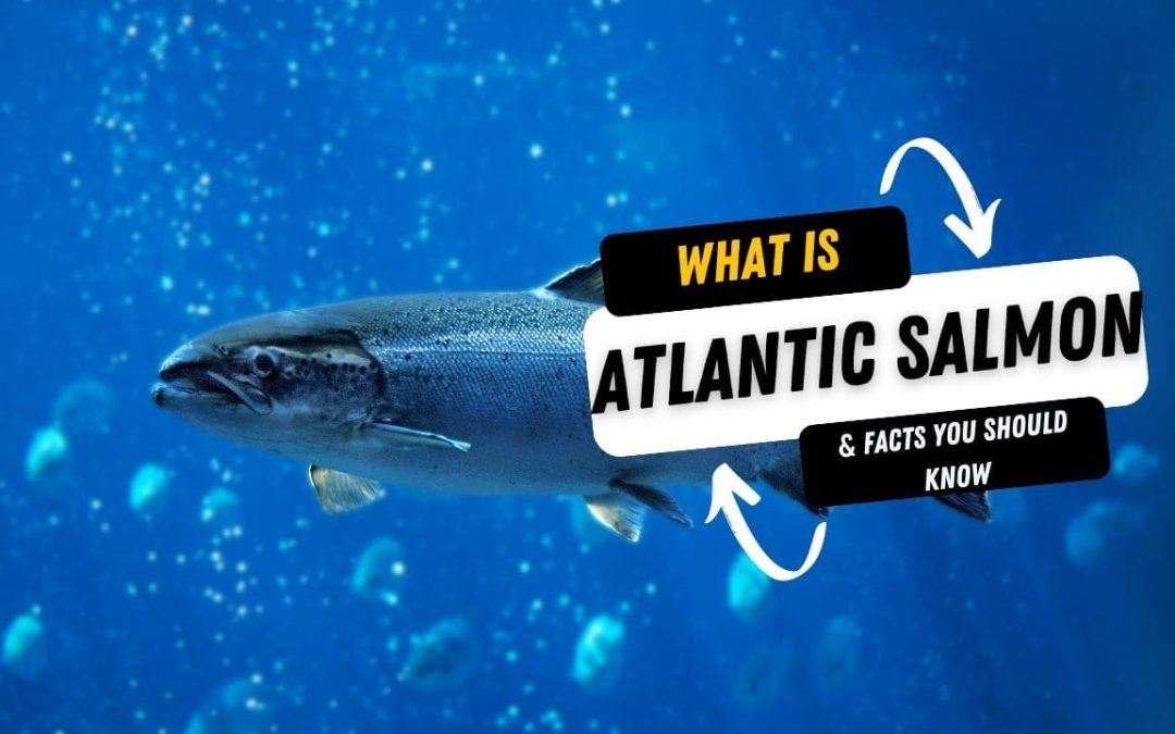 What Is A Atlantic Salmon And 15 Facts You Should Know