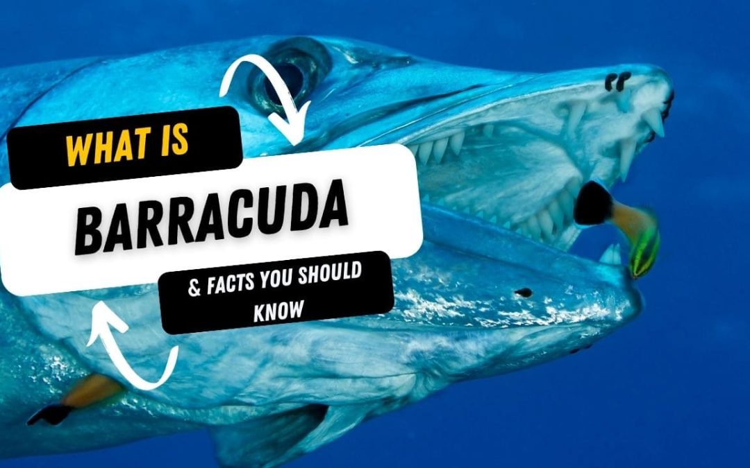 What Is A Barracuda And 15 Facts You Should Know