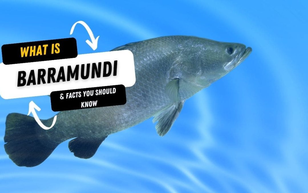 What Is A Barramundi And 15 Facts You Should Know