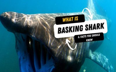 What Is A Basking Shark And 15 Facts You Should Know