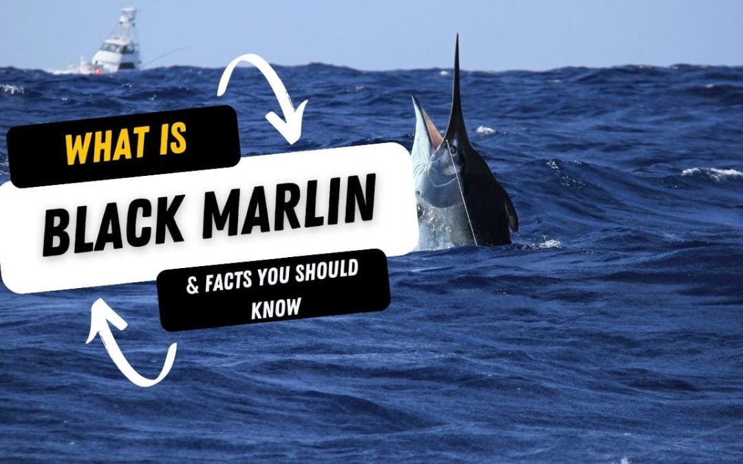 What Is A Black Marlin And 10 Facts You Should Know