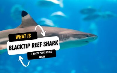 What Is A Blacktip Reef Shark And 15 Facts You Should Know