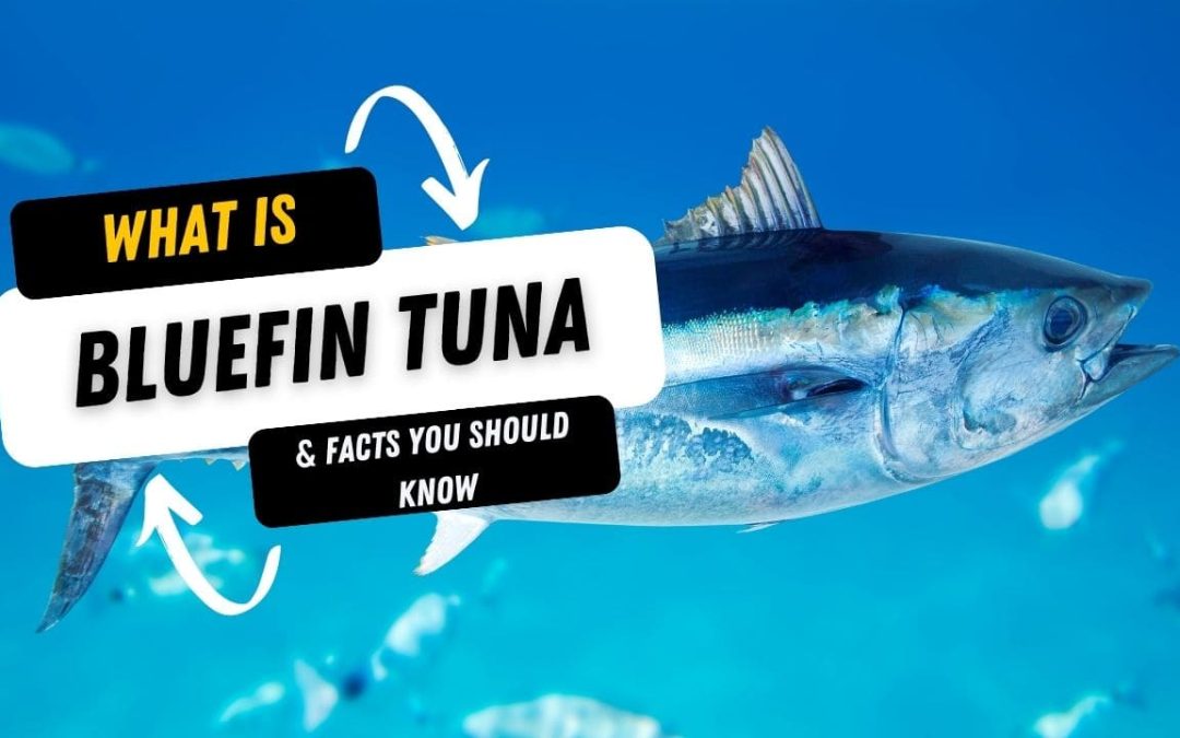 What Is A Bluefin Tuna And 15 Facts You Should Know