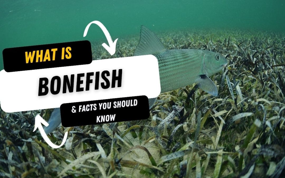What Is A Bonefish And 10 Facts You Should Know