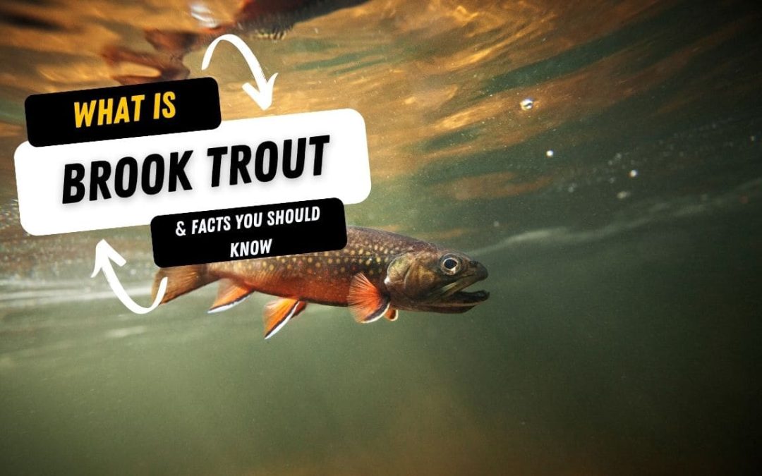 What Is A Brook Trout And 10 Facts You Should Know