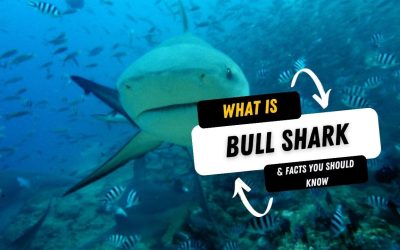 What Is A Bull Shark And 15 Facts You Should Know