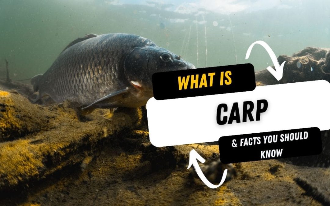 What Is A Carp And 10 Facts You Should Know