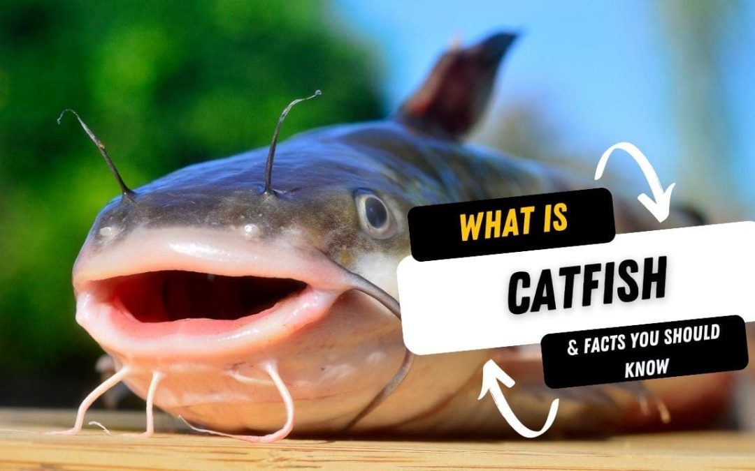 What Is A Catfish And 15 Facts You Should Know