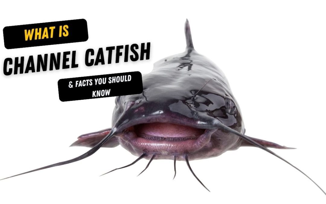 What Is A Channel Catfish And 10 Facts You Should Know