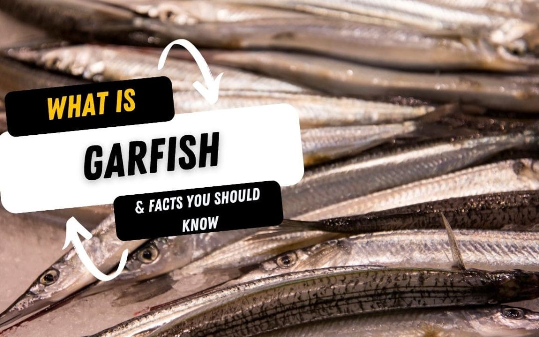 What Is A Garfish And 15 Facts You Should Know