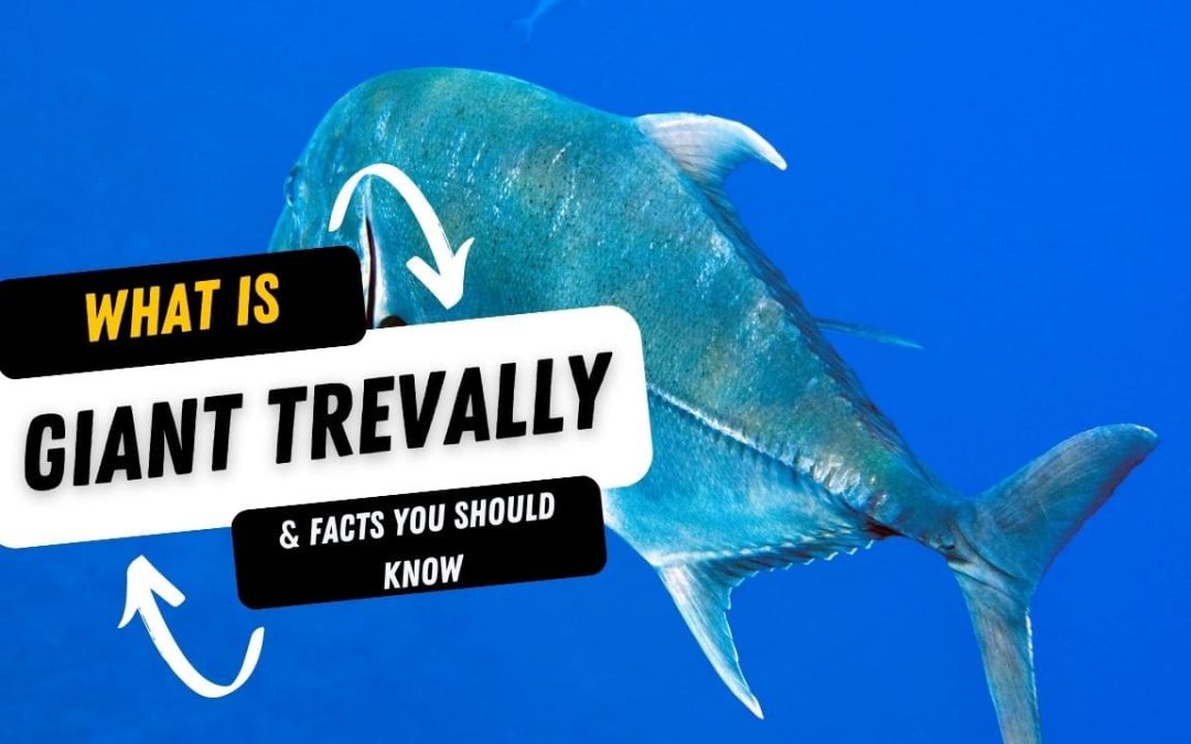 What Is A Giant Trevally And 15 Facts You Should Know