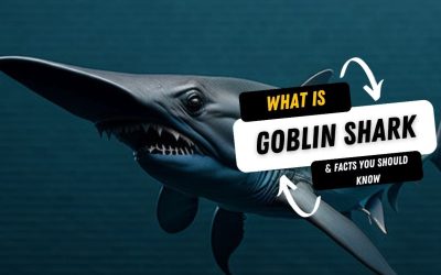 What Is A Goblin Shark And 15 Facts You Should Know
