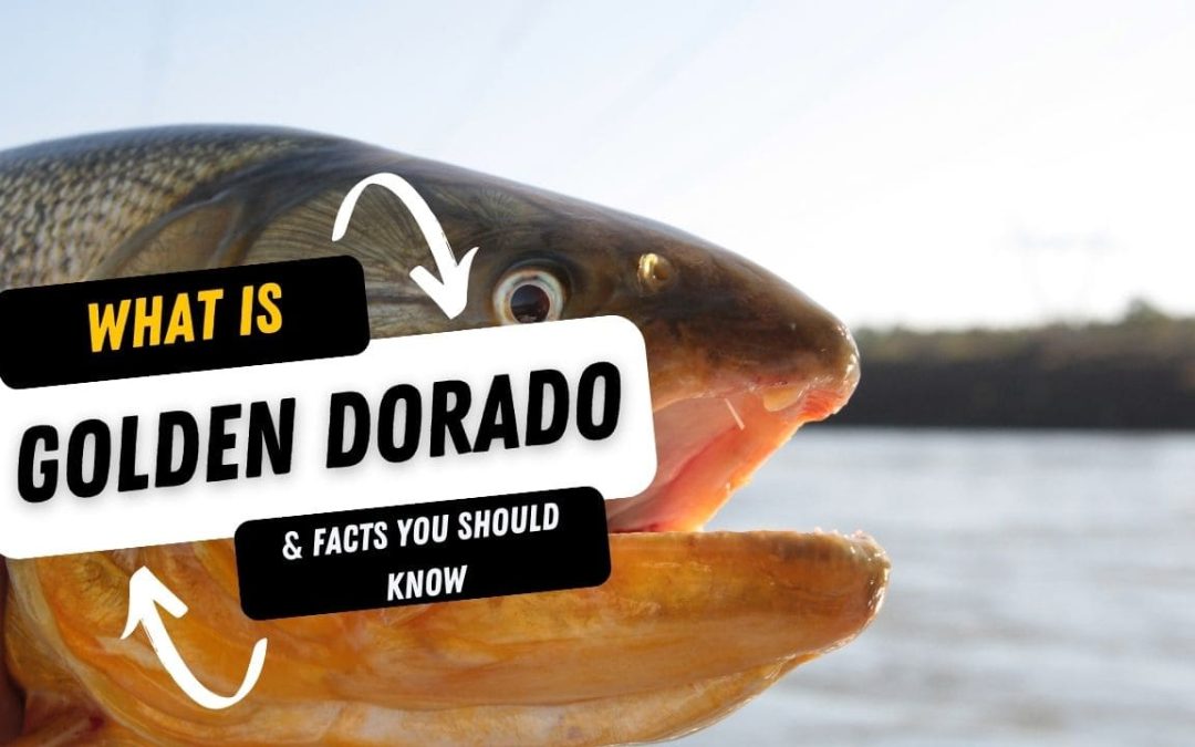 What Is A Golden Dorado And 10 Facts You Should Know