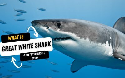 What Is A Great White Shark And 10 Facts You Should Know