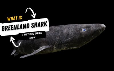 What Is A Greenland Shark And 10 Facts You Should Know