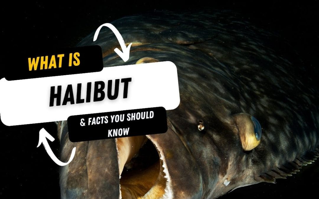 What Is A Halibut And 15 Facts You Should Know