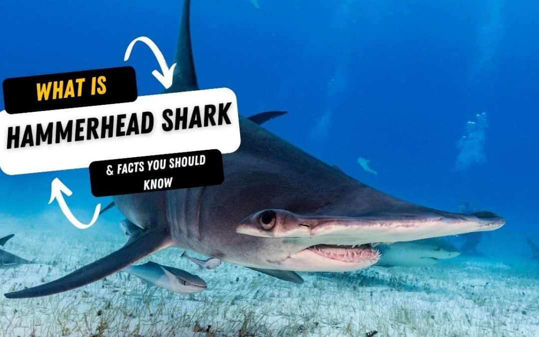 What Is A Hammerhead Shark And 10 Facts You Should Know