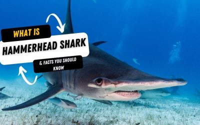 What Is A Hammerhead Shark And 10 Facts You Should Know