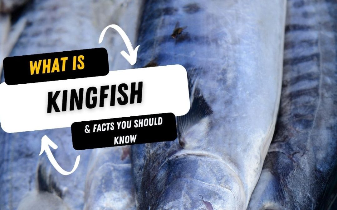What Is A Kingfish And 10 Facts You Should Know