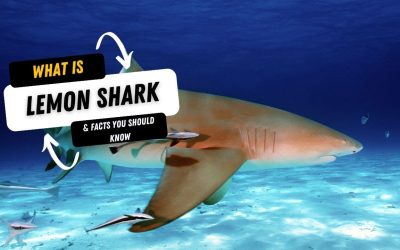 What Is A Lemon Shark And 10 Facts You Should Know