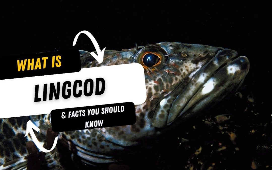 What Is A Lingcod And 10 Facts You Should Know