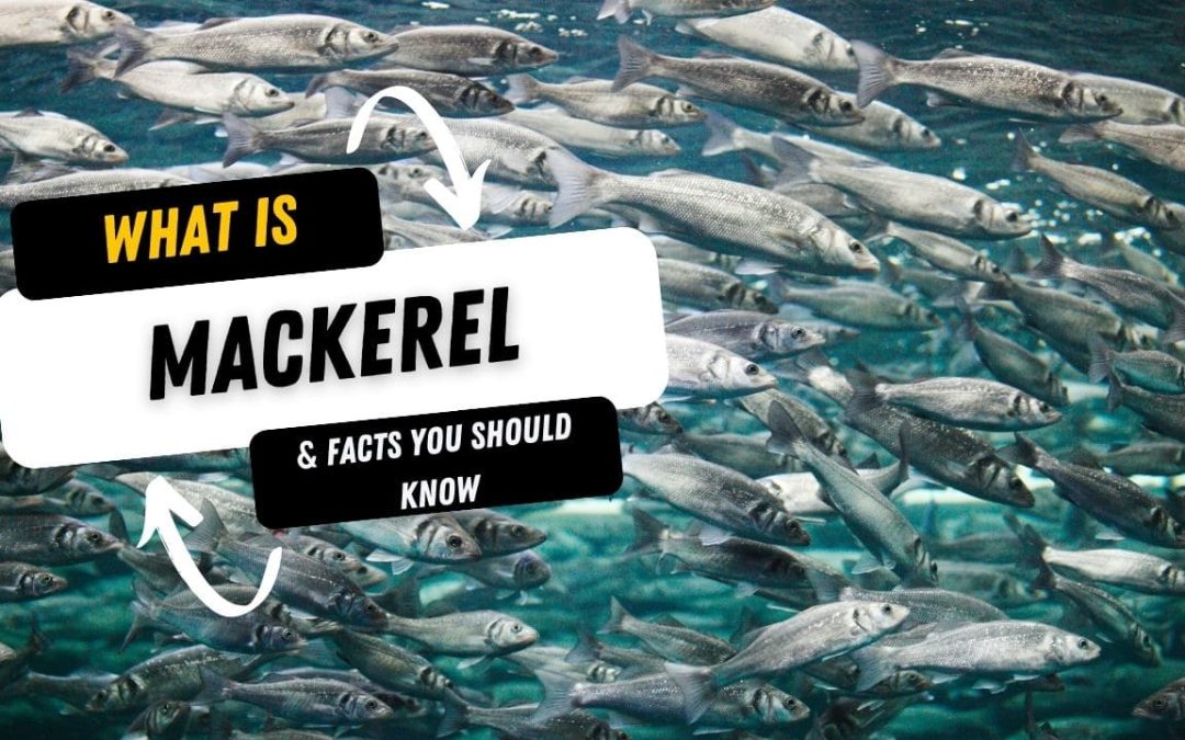 What Is A Mackerel And 10 Facts You Should Know