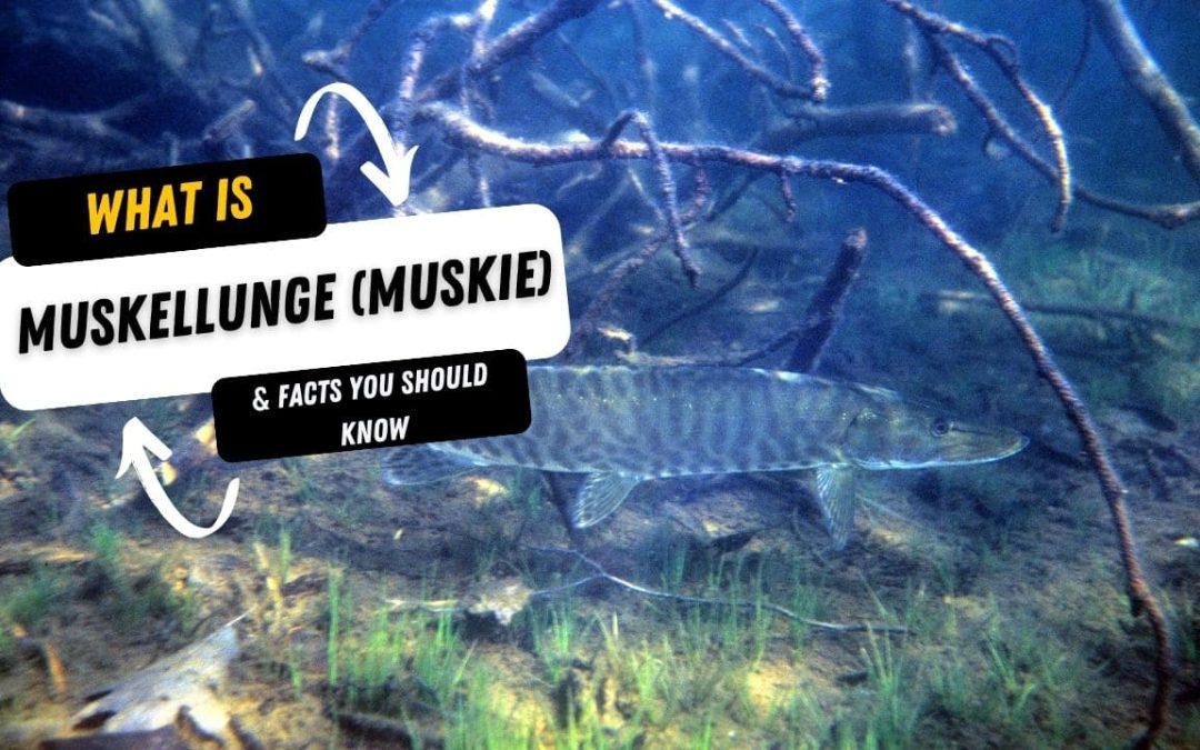 What Is A Muskellunge (Muskie) And 15 Facts You Should Know