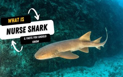 What Is A Nurse Shark And 15 Facts You Should Know