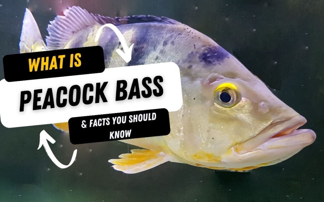 What Is A Peacock Bass And 15 Facts You Should Know