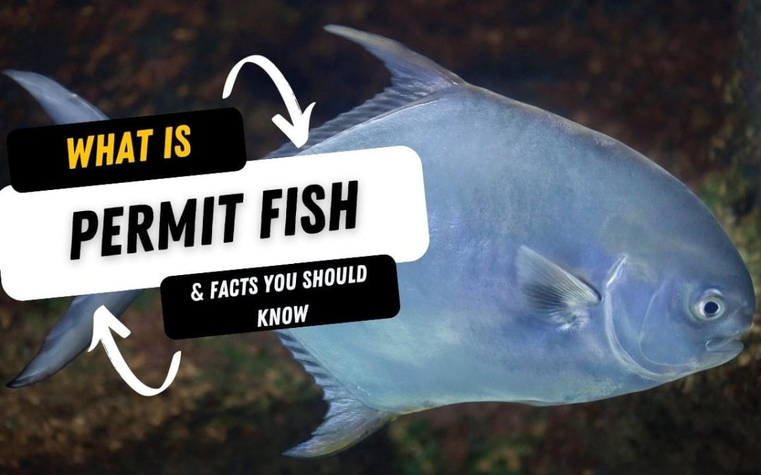 What Is A Permit Fish And 15 Facts You Should Know