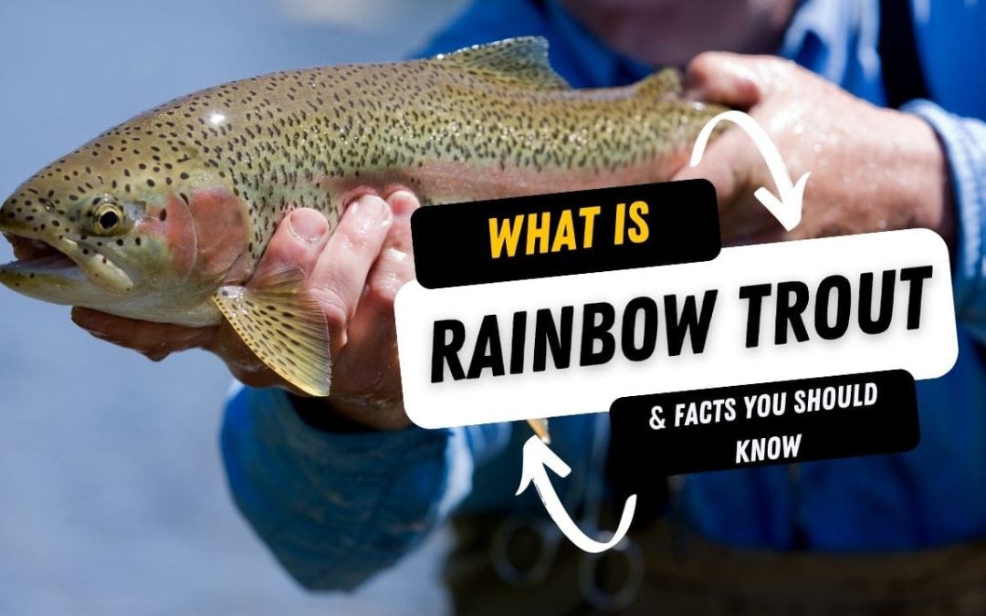 What Is A Rainbow Trout And 10 Facts You Should Know