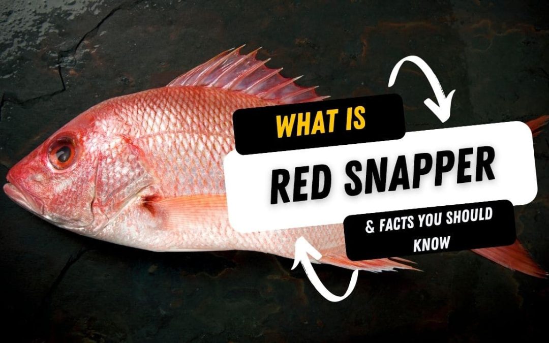 What Is A Red Snapper And 10 Facts You Should Know