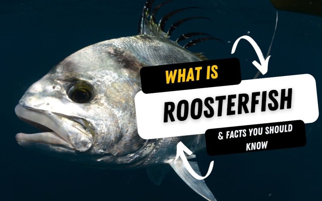 What Is A Roosterfish And 10 Facts You Should Know