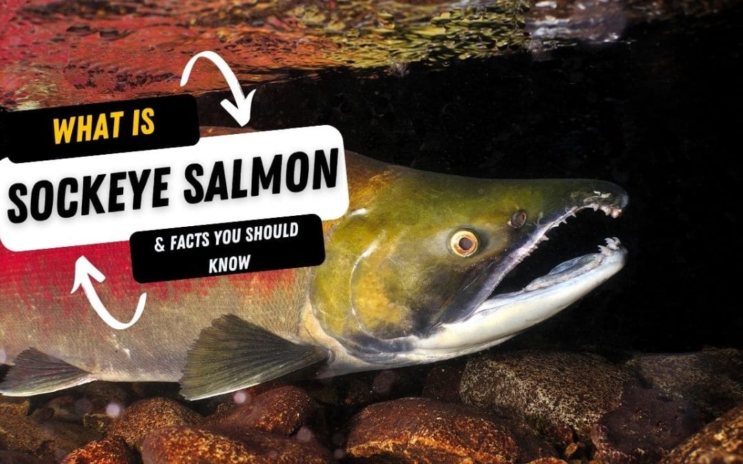 What Is A Sockeye Salmon And 15 Facts You Should Know