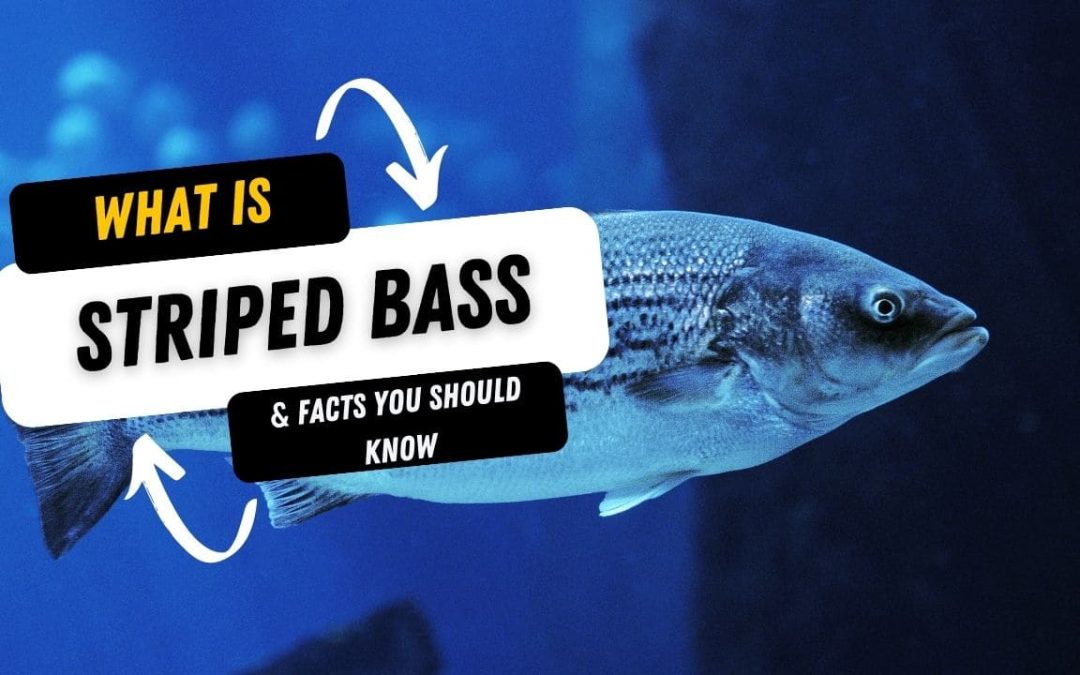 What Is A Striped Bass And 15 Facts You Should Know
