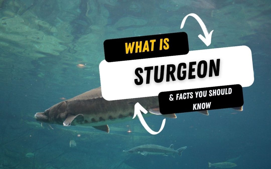 What Is A Sturgeon And 15 Facts You Should Know