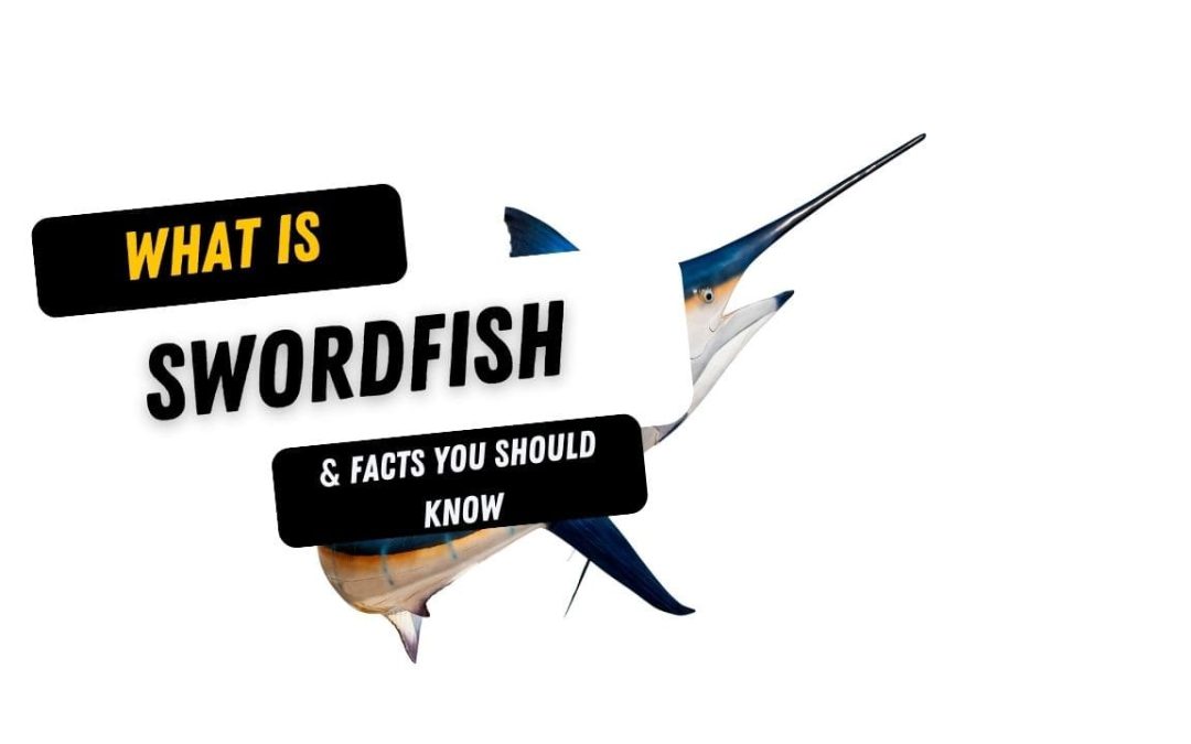What Is A Swordfish And 15 Facts You Should Know