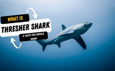 What Is A Thresher Shark And 10 Facts You Should Know