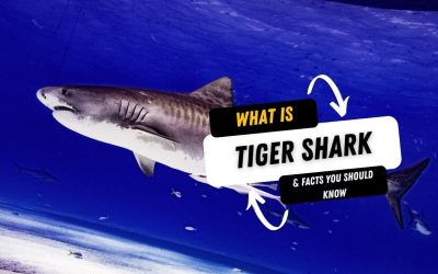 What Is A Tiger Shark And 15 Facts You Should Know