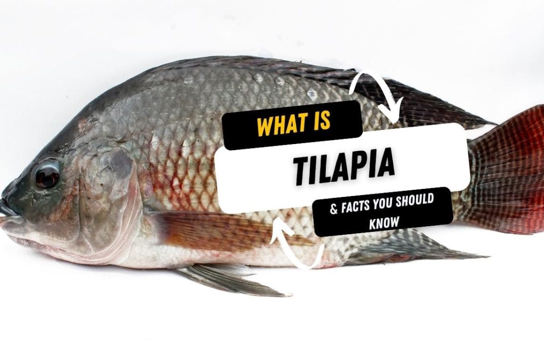 What Is A Tilapia And 10 Facts You Should Know
