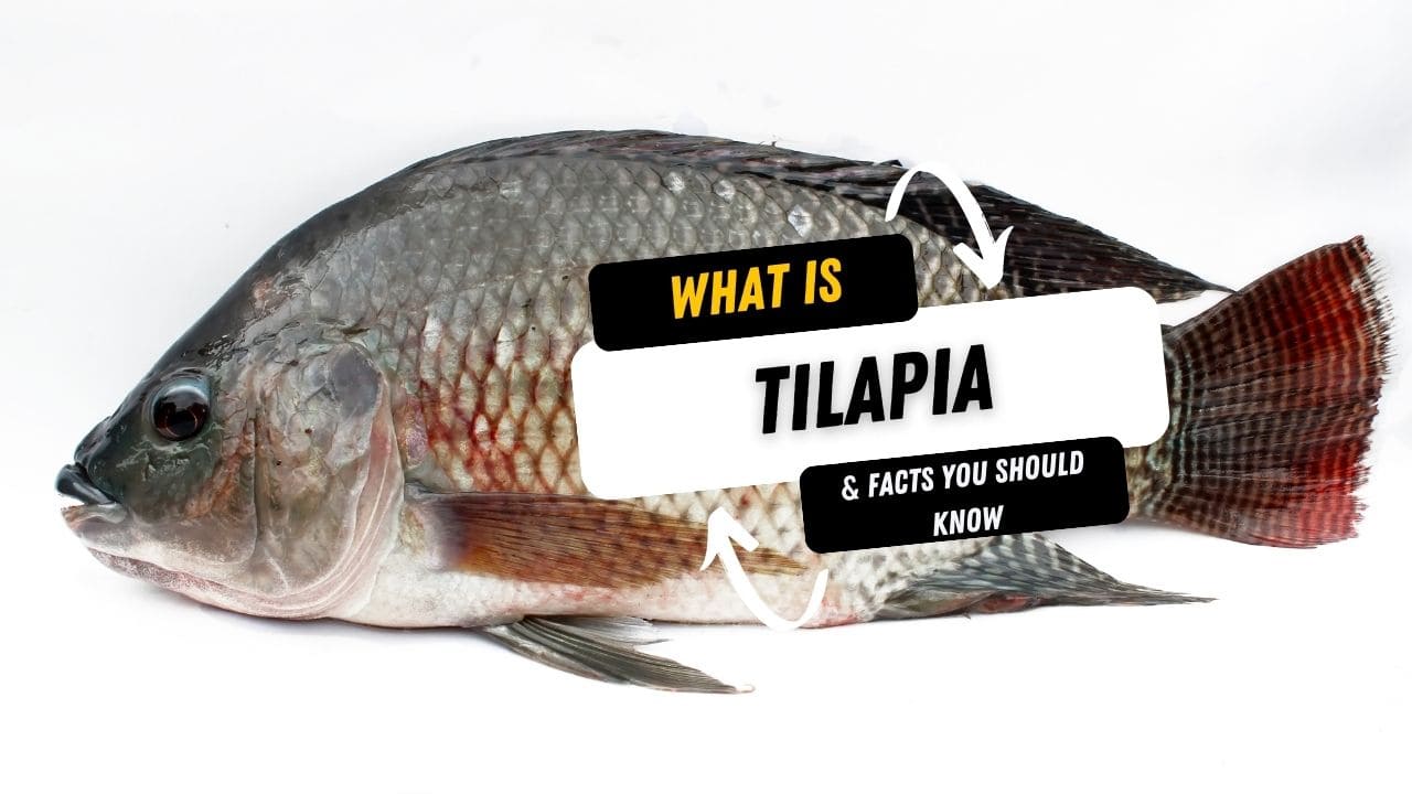What Is A Tilapia And 10 Facts You Should Know