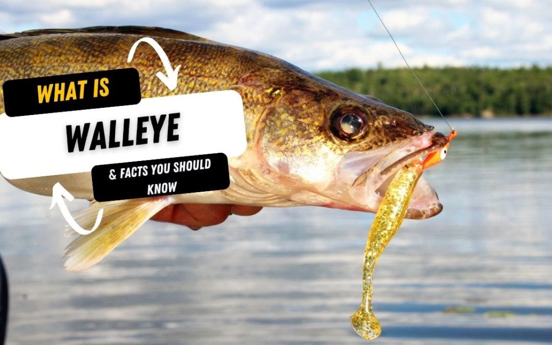 What Is A Walleye And 10 Facts You Should Know