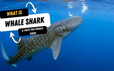 What Is A Whale Shark And 10 Facts You Should Know