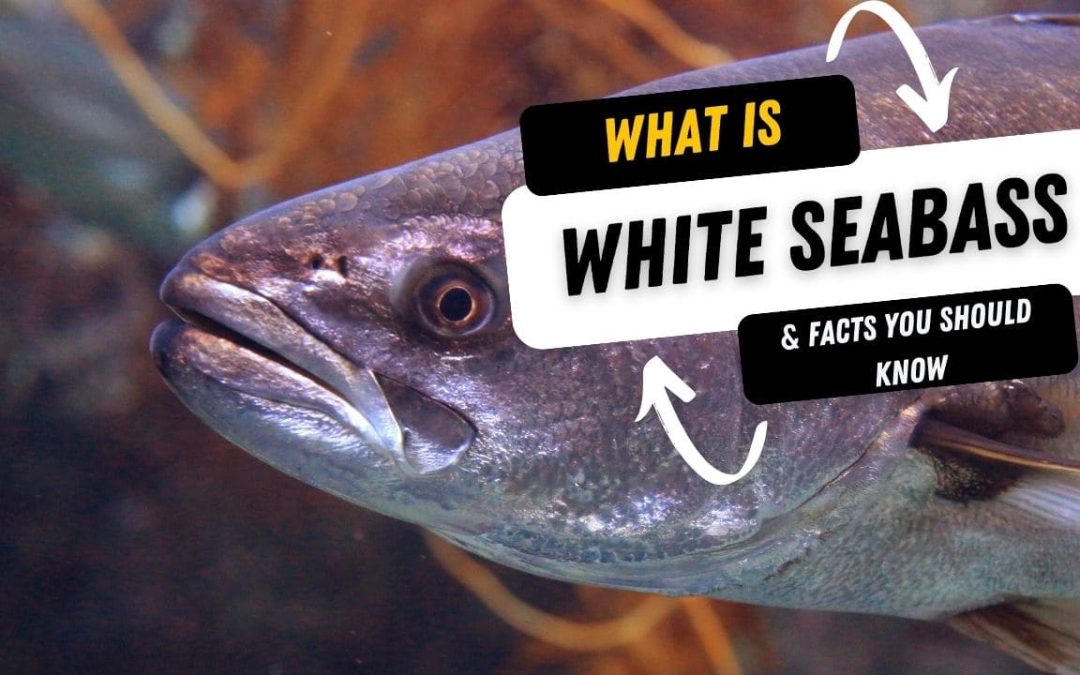 What Is A White Seabass And 10 Facts You Should Know