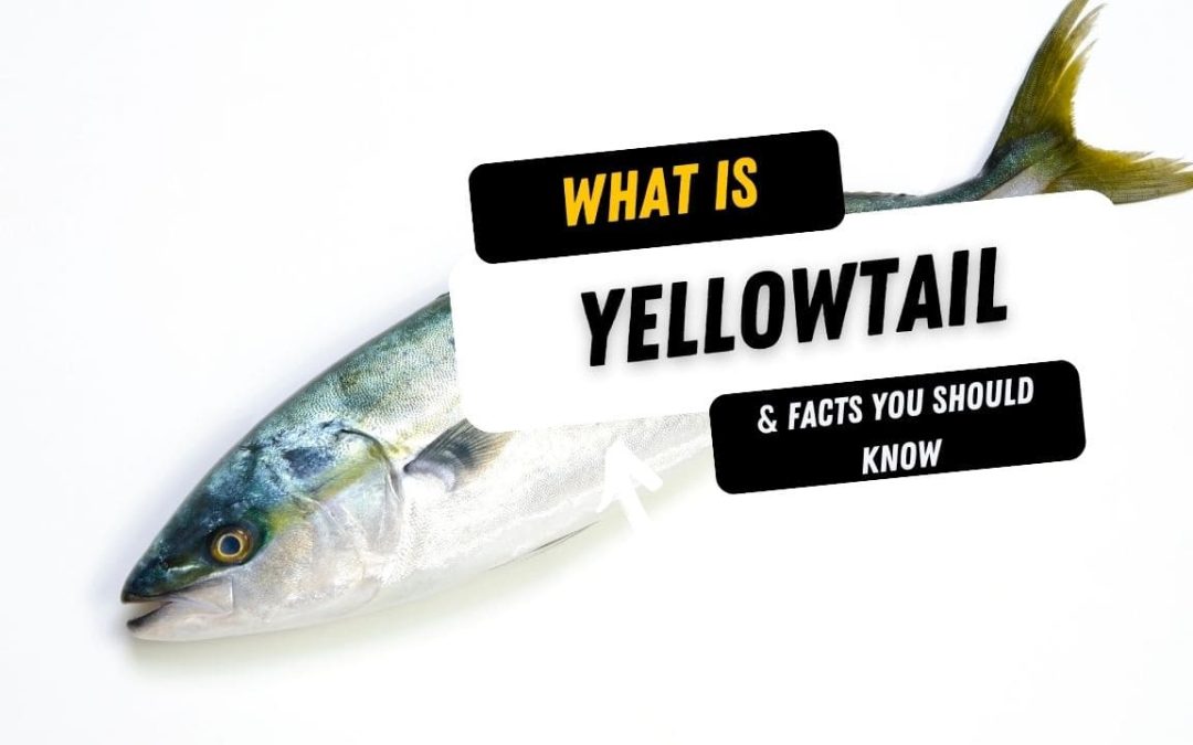 What Is A Yellowtail And 15 Facts You Should Know